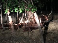 -清迈夜间动物园