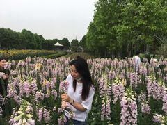 -百万葵园