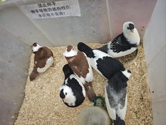 -李村大集