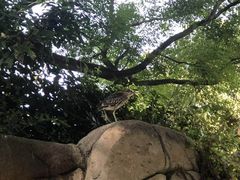 -九龙公园