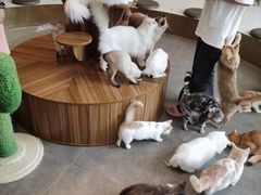 -飞行喵MR PILOT|猫舍·猫咖(静安大融城店)