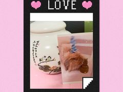 -彩虹桥宠物火化殡葬善终服务(金乐大厦店)