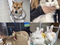 -怪兽屋·羊驼·猫咖·狗咖(俊华广场店)