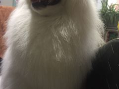 -瑞派宠物医院·24小时骨科·心脏·核磁(哈尔滨南岗店)