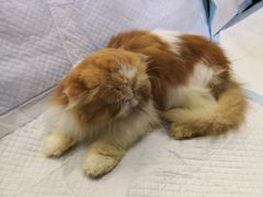 -more than meow吴止猫主题餐厅(承德 中船汇店)