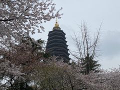 -红梅公园