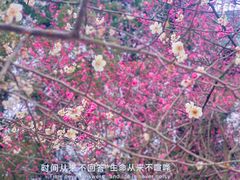 -秀丽东方