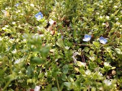 -蜀冈西峰生态公园