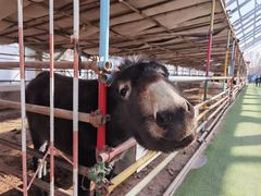 -南宫五洲植物乐园