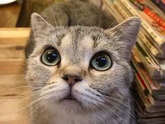 -猫色咖啡·猫咖