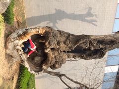 iphone_upload_pic-中国唐苑