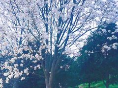 -新建村梅花