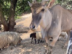-泉州海丝野生动物世界