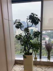 -智美品质医美