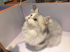 -三花喵·撸猫购宠·宠物生活馆(虹桥南丰城店)