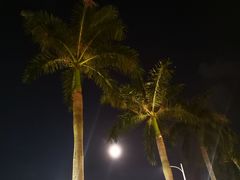 -欢乐海岸椰林沙滩-2025湾区超级灯会