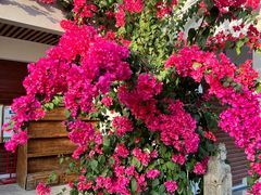 -三亚红色娘子军演艺公园景区