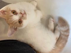 -飞行喵MR PILOT|猫舍·猫咖(静安大融城店)