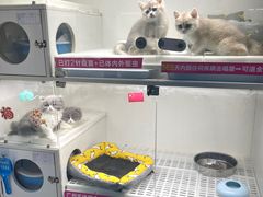 -lincat·猫舍(广州店)