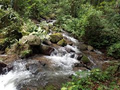 -莫里热带雨林景区