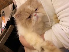 -more than meow吴止猫主题餐厅(承德 中船汇店)