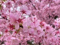 -顾村公园