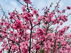 -铁山坪森林公园