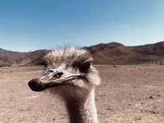 -新疆天山野生动物园