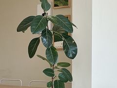 -bear cafe熊咖啡(和平中路店)