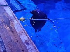 -海合安青岛极地海洋公园