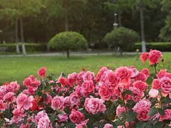 -南海子公园