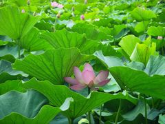 -莲花池公园