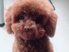 -圣宠动物医院·犬猫专科·影像中心·外科中心