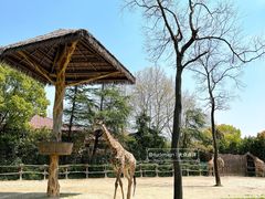 -上海野生动物园