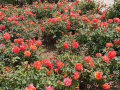 -石家庄市植物园