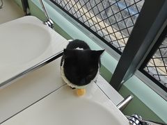 -怪兽屋·羊驼·猫咖·狗咖(俊华广场店)