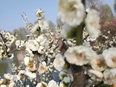 -泗洪洪泽湖湿地景区