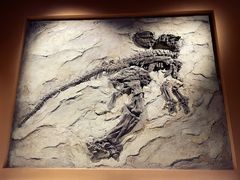 -辽宁古生物博物馆