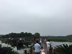 -荷塘月色湿地公园·向阳花洲