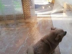 -A猫a狗全科·犬猫异宠·芥西宠物医院(南开总院)