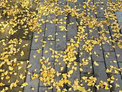 -三里屯东五街银杏大道