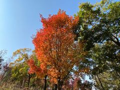 -南京枫彩漫城