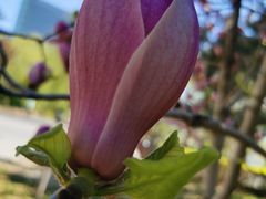 -大兴滨河森林公园