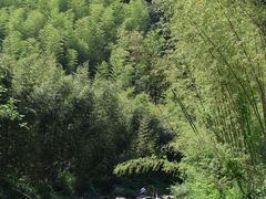 -莫干山风景区