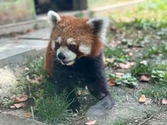 -苏州太湖西山岛开心农场
