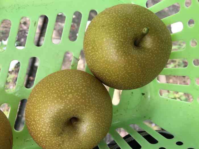 仓桥水晶梨-"朋友家里自己种的梨!大松江的本地品牌,.