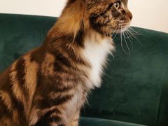 -猫大福·Fortune Cat猫舍(百子湾店)