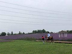 -紫颐香薰山谷景区