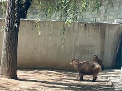 -石家庄市动物园