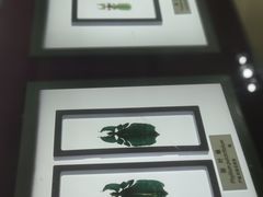 -上海昆虫博物馆